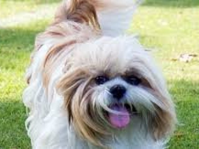Shih tzu
